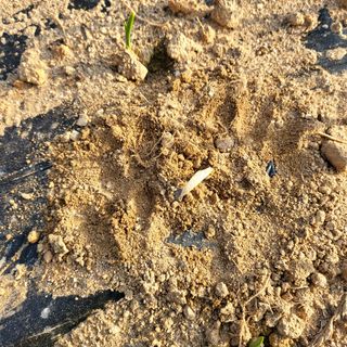 오케바리(옥경종)님의 마늘 · 영농일지 작성글 사진