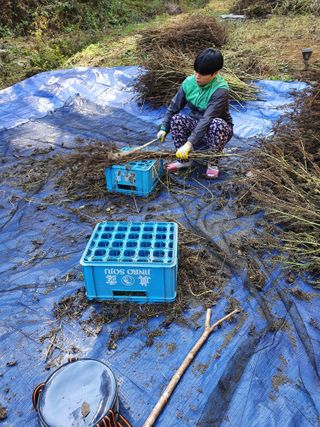 김서운님의 들깨 · 자유게시판 작성글 사진
