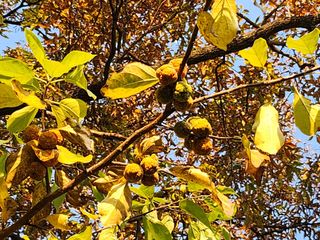 together님의 고구마 · 자유게시판 작성글 사진