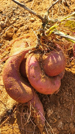 은태농님의 11월 내 작물 자랑하기 · 참여글 작성글 사진