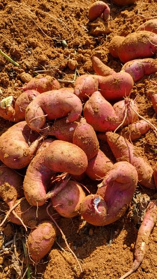 은태농님의 11월 내 작물 자랑하기 · 참여글 작성글 사진