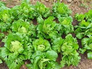 유외선님의 배추 · 자연재해•동물피해 작성글 사진