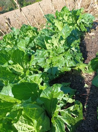 유외선님의 배추 · 자연재해•동물피해 작성글 사진