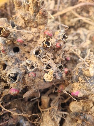 이호성님의 장터이야기 · 자유게시판 작성글 사진