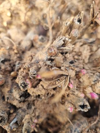 이호성님의 장터이야기 · 자유게시판 작성글 사진