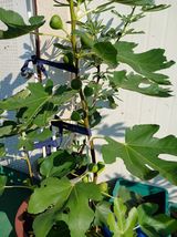 팜모닝 11월 내 작물 자랑하기·참여글 게시글 이미지