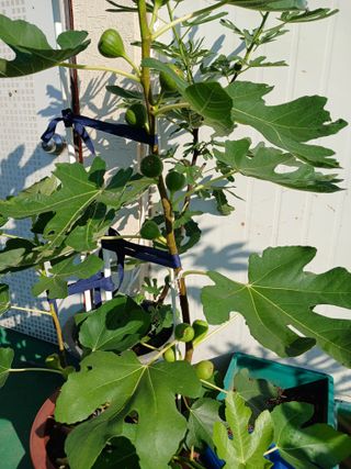 강성흔목사 님의 11월 내 작물 자랑하기 · 참여글 작성글 사진