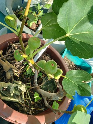 강성흔목사 님의 11월 내 작물 자랑하기 · 참여글 작성글 사진