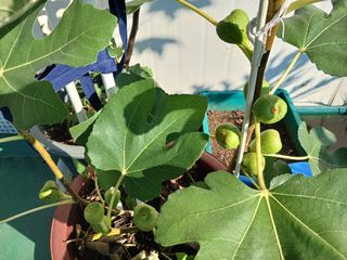 강성흔목사 님의 11월 내 작물 자랑하기 · 참여글 작성글 사진