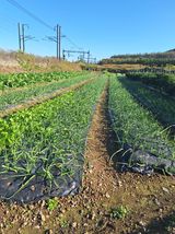 팜모닝 11월 내 작물 자랑하기·참여글 게시글 이미지