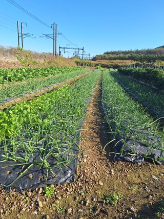 오남현님의 11월 내 작물 자랑하기 · 참여글 작성글 사진