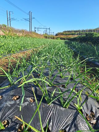 오남현님의 11월 내 작물 자랑하기 · 참여글 작성글 사진