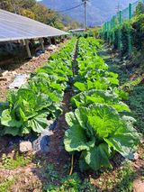 팜모닝 11월 내 작물 자랑하기·참여글 게시글 이미지