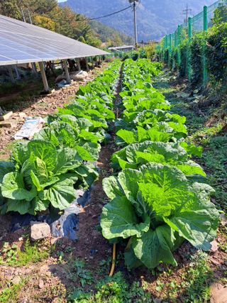 정자형님의 11월 내 작물 자랑하기 · 참여글 작성글 사진