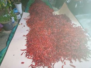 오영도님의 고추 · 일상 작성글 사진