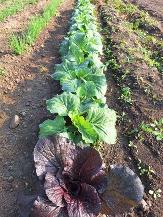 오남현님의 11월 내 작물 자랑하기 · 참여글 작성글 사진