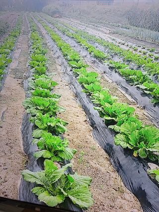 오남현님의 11월 내 작물 자랑하기 · 참여글 작성글 사진