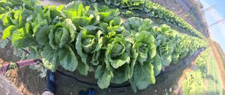 오남현님의 11월 내 작물 자랑하기 · 참여글 작성글 사진