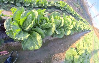 오남현님의 11월 내 작물 자랑하기 · 참여글 작성글 사진