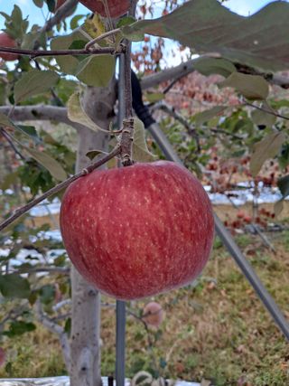 손부익님의 11월 내 작물 자랑하기 · 참여글 작성글 사진