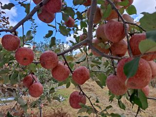 손부익님의 11월 내 작물 자랑하기 · 참여글 작성글 사진