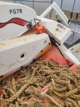 장미부인님의 11월 내 작물 자랑하기 · 참여글 작성글 사진