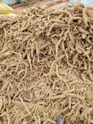 장미부인님의 11월 내 작물 자랑하기 · 참여글 작성글 사진