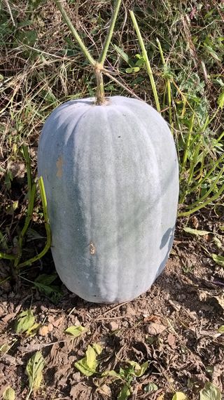 김한일(유랑자)님의 11월 내 작물 자랑하기 · 참여글 작성글 사진