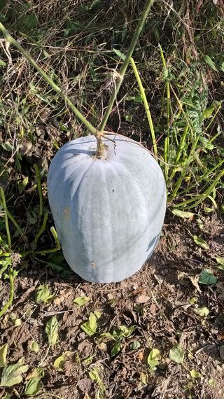 김한일(유랑자)님의 11월 내 작물 자랑하기 · 참여글 작성글 사진