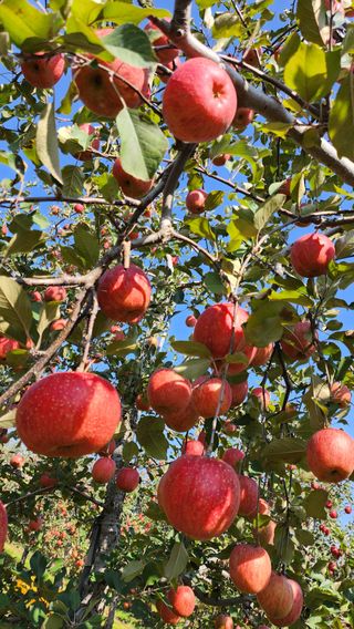 애플파크 님의 11월 내 작물 자랑하기 · 참여글 작성글 사진