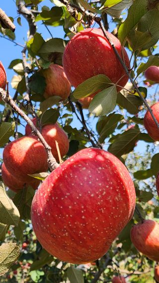 애플파크 님의 11월 내 작물 자랑하기 · 참여글 작성글 사진