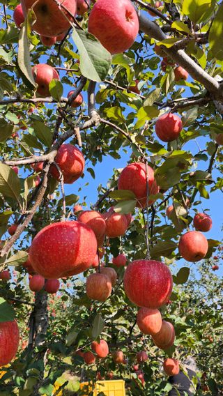 애플파크 님의 11월 내 작물 자랑하기 · 참여글 작성글 사진