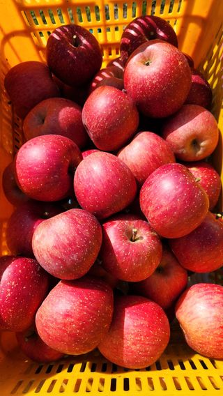 애플파크 님의 11월 내 작물 자랑하기 · 참여글 작성글 사진