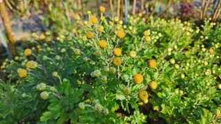 조수현/핑크꽃농부님의 11월 내 작물 자랑하기 · 참여글 작성글 사진