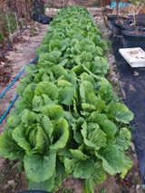 팜모닝 11월 내 작물 자랑하기·참여글 게시글 이미지