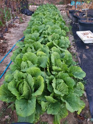 남천나무7076님의 11월 내 작물 자랑하기 · 참여글 작성글 사진