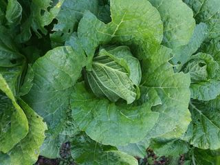 남천나무7076님의 11월 내 작물 자랑하기 · 참여글 작성글 사진