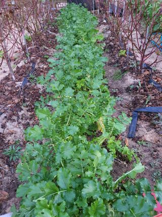 남천나무7076님의 11월 내 작물 자랑하기 · 참여글 작성글 사진