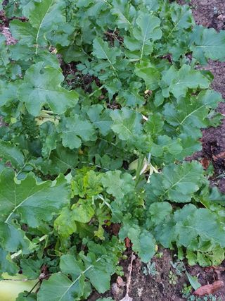 남천나무7076님의 11월 내 작물 자랑하기 · 참여글 작성글 사진