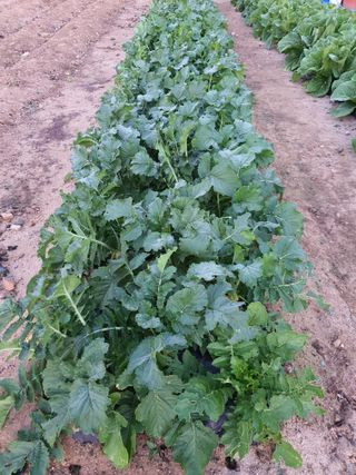 남천나무7076님의 11월 내 작물 자랑하기 · 참여글 작성글 사진