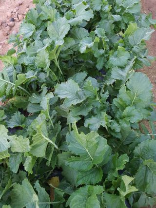 남천나무7076님의 11월 내 작물 자랑하기 · 참여글 작성글 사진