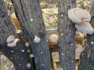 심재영님의 11월 내 작물 자랑하기 · 참여글 작성글 사진