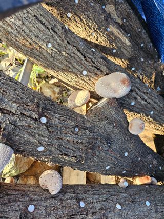 심재영님의 11월 내 작물 자랑하기 · 참여글 작성글 사진