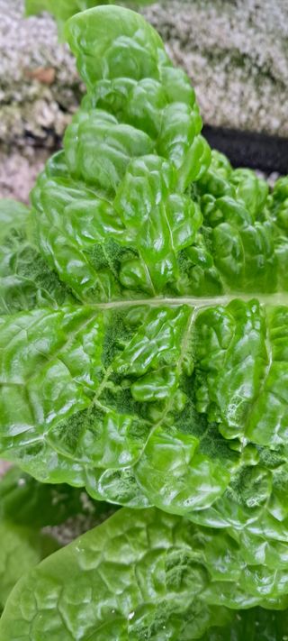 송제민님의 상추 · 병해충상담 작성글 사진