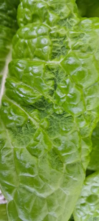 송제민님의 상추 · 병해충상담 작성글 사진