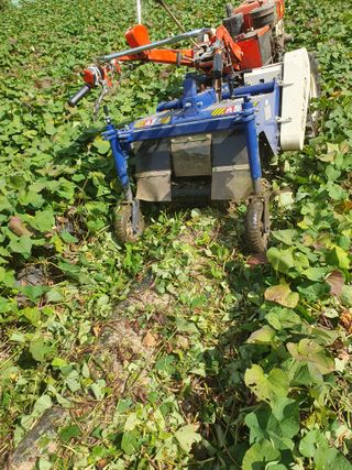 농군님의 11월 내 작물 자랑하기 · 참여글 작성글 사진