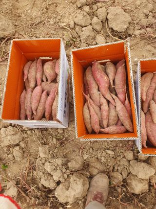 농군님의 11월 내 작물 자랑하기 · 참여글 작성글 사진