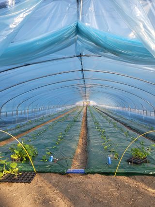 최현옥님의 11월 내 작물 자랑하기 · 참여글 작성글 사진