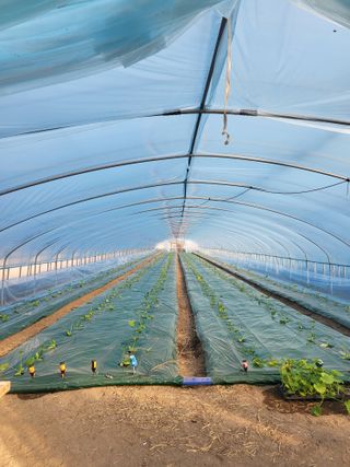 최현옥님의 11월 내 작물 자랑하기 · 참여글 작성글 사진