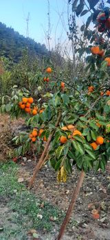 팜모닝 11월 내 작물 자랑하기·참여글 게시글 이미지